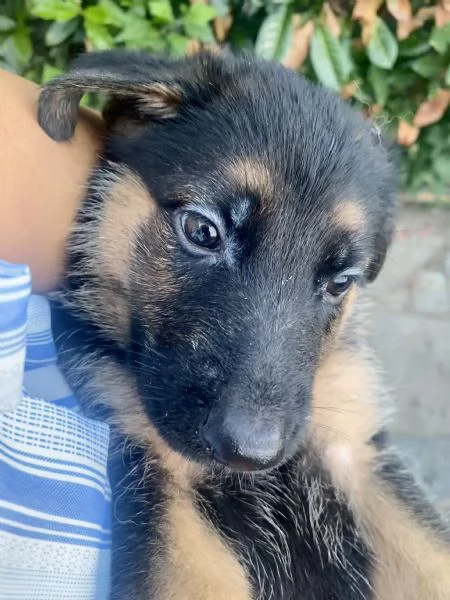 Cuccioli di pastore tedesco  | Foto 0