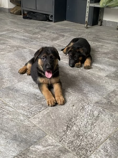 Cuccioli di pastore tedesco | Foto 5
