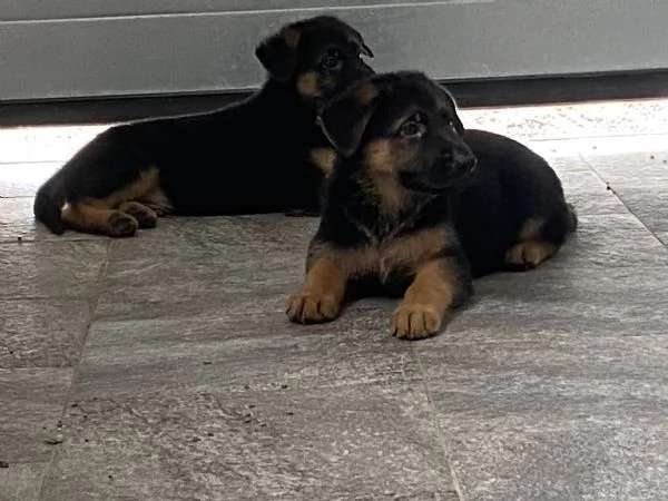 Cuccioli di pastore tedesco | Foto 2