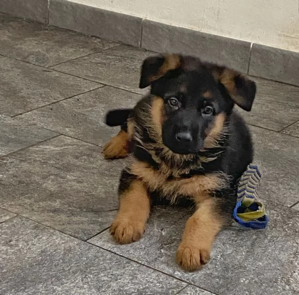Cuccioli di pastore tedesco | Foto 2