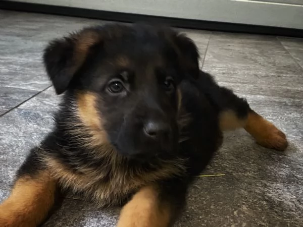 Cuccioli di pastore tedesco | Foto 1