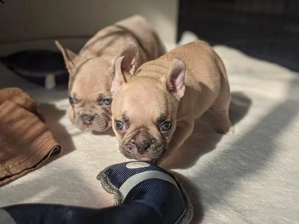 adorabili cuccioli maschi e femmine bulldog francese .