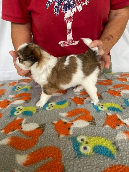 regalo cuccioli di chihuahua mini toy