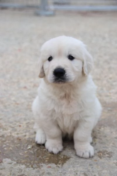 cuccioli golden retriever