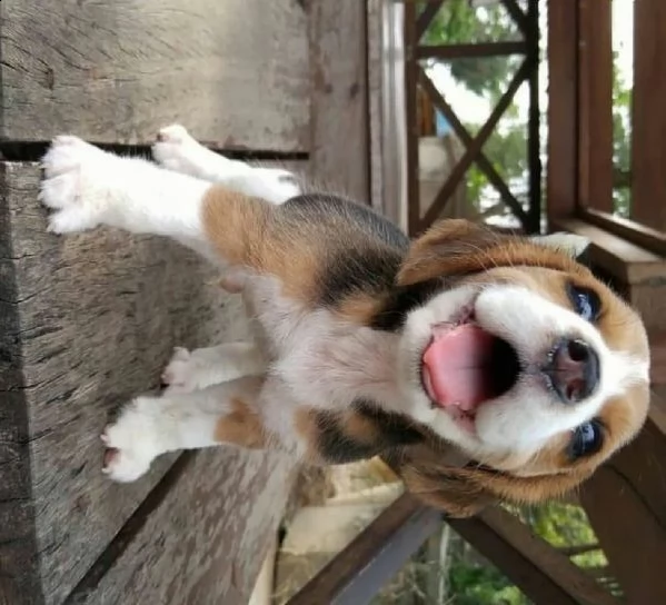 regalo beagle toy disponibile,,,,,,,,