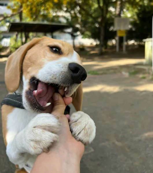 regalo beagle toy disponibile,,,,,,,, | Foto 0
