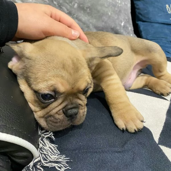  regalo bouledogue francese××××××