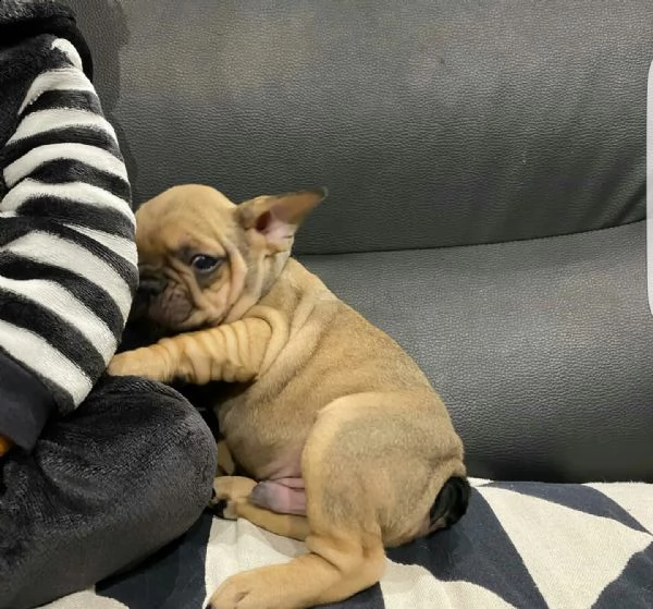  regalo bouledogue francese×××××× | Foto 0