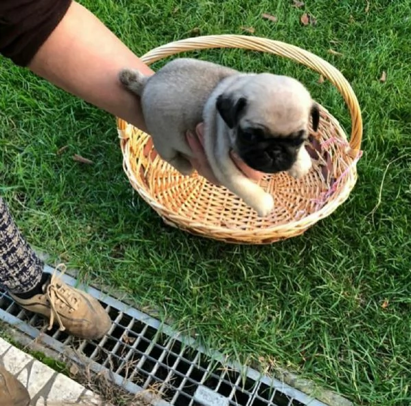 regalo carlino toy disponibile ××××××