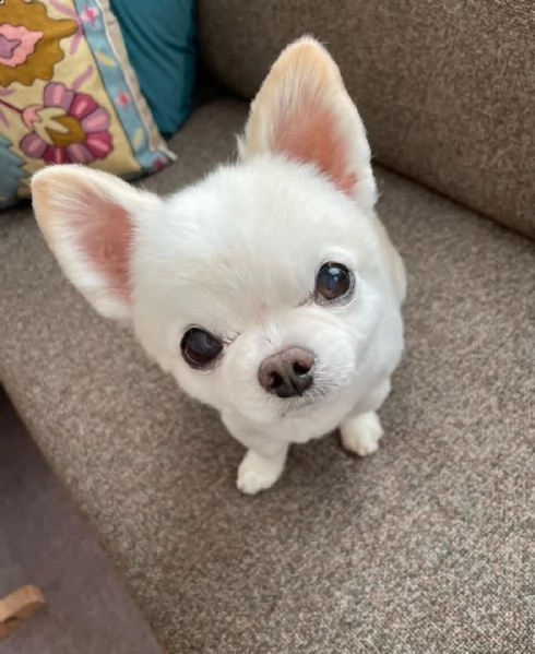 regalo chihauhau  toy... | Foto 0