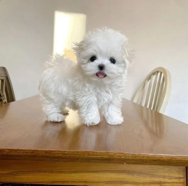  regalo maltese##### | Foto 0