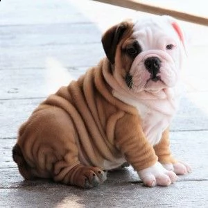 regalo bouledogue cuccioli meravigliosi ! 