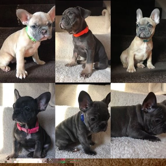 regalo cuccioli di cane a bulldog francese