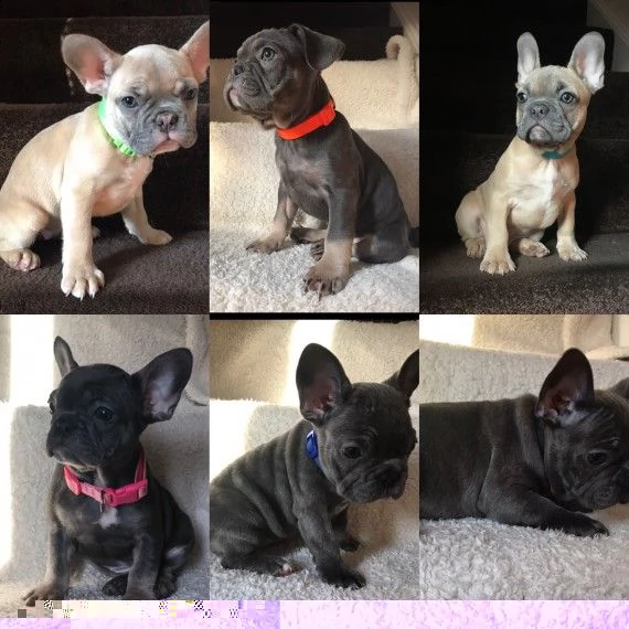 regalo cuccioli di bulldog francese 