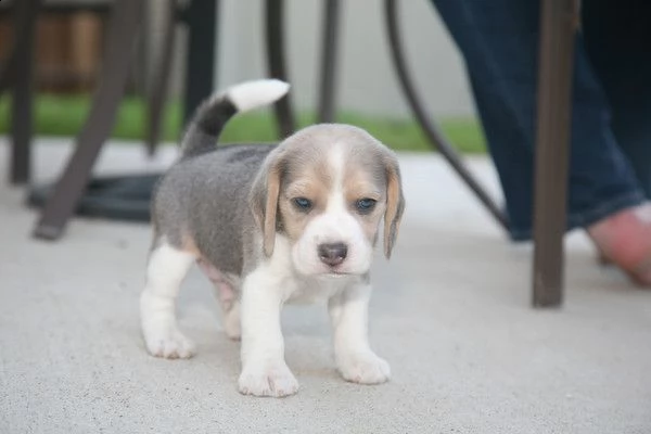 cuccioli di beagle sono pronti per andare in nuove case