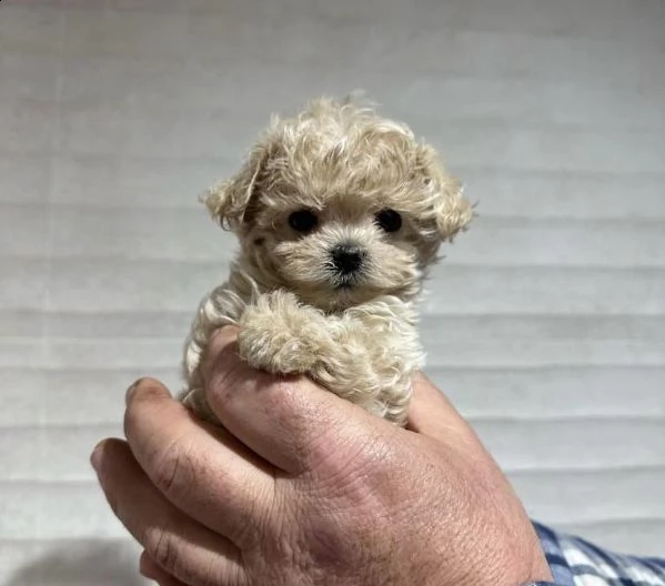 *vendesi cuccioli di maltipoo sani | Foto 0