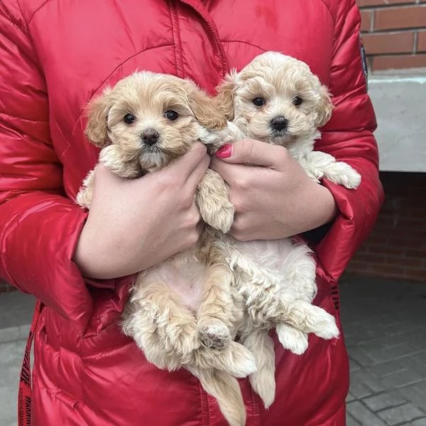 *vendesi cuccioli di maltipoo sani