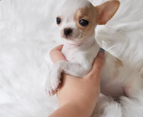 home allevati cuccioli di chihuahua registrati akc in vendita | Foto 1