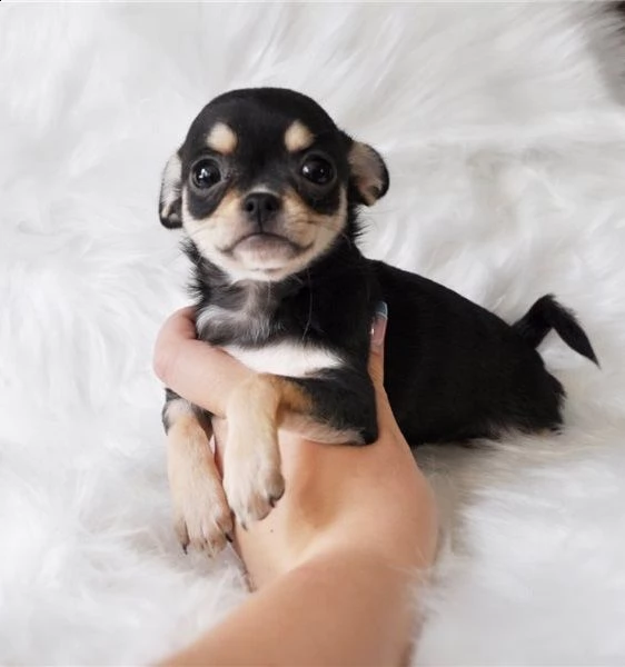 home allevati cuccioli di chihuahua registrati akc in vendita | Foto 0