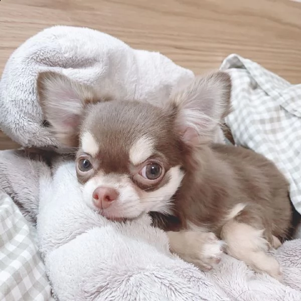 home allevati cuccioli di chihuahua registrati akc in vendita