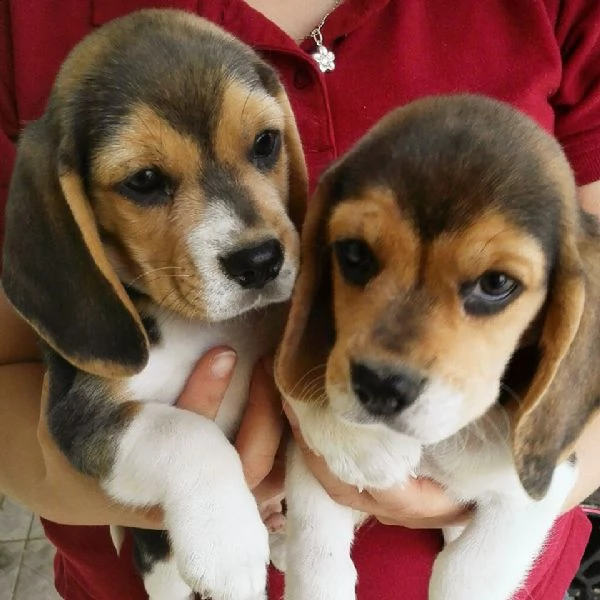 cuccioli di beagle