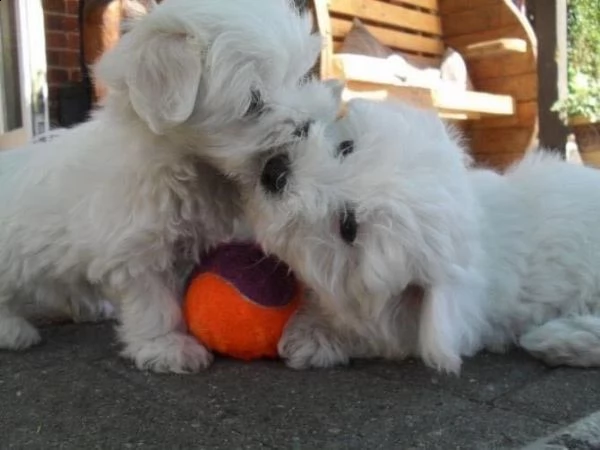 maltese toy | Foto 1