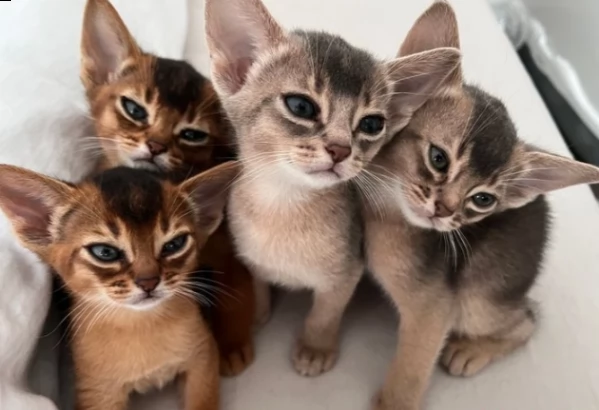 gattini di abissini