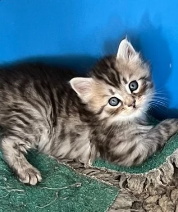 cuccioli gatti di siberiano