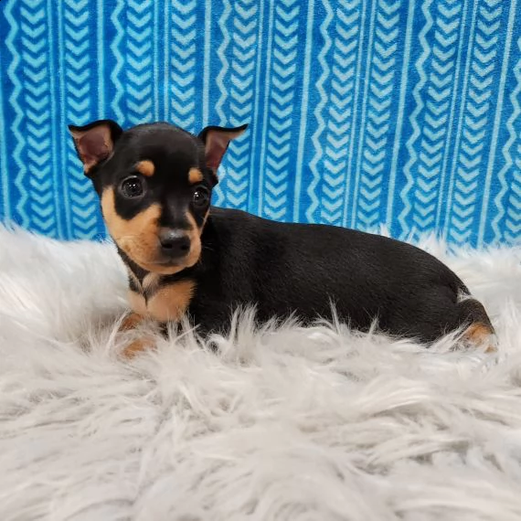 regalo cuccioli di pinscher