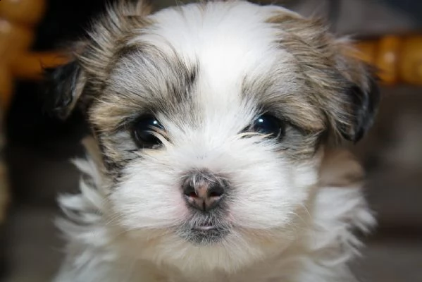 cucciolata shihtzu