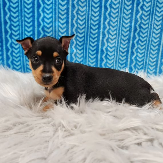 regalo  cuccioli pinscher