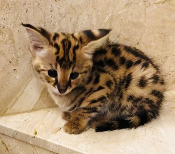 disponibili cuccioli della savana f3, f4 e f5 | Foto 6