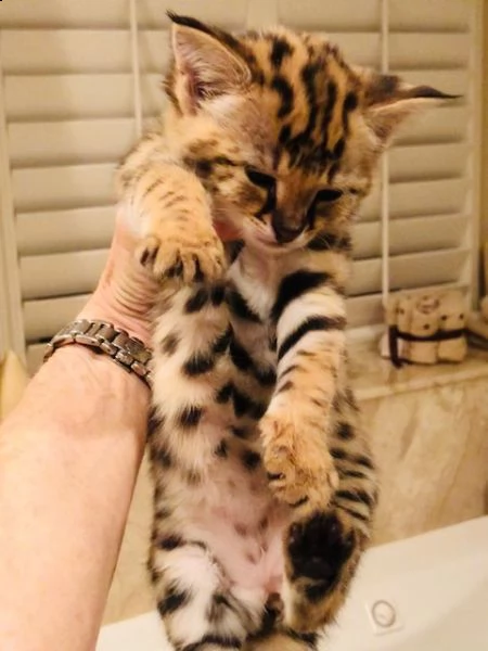 disponibili cuccioli della savana f3, f4 e f5 | Foto 5