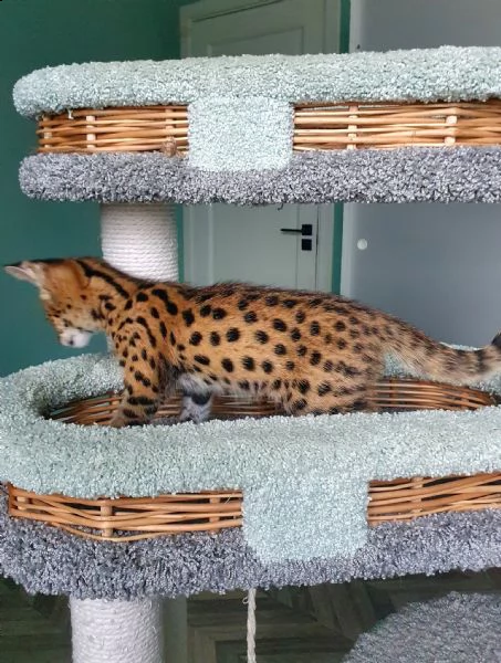 disponibili cuccioli della savana f3, f4 e f5 | Foto 4