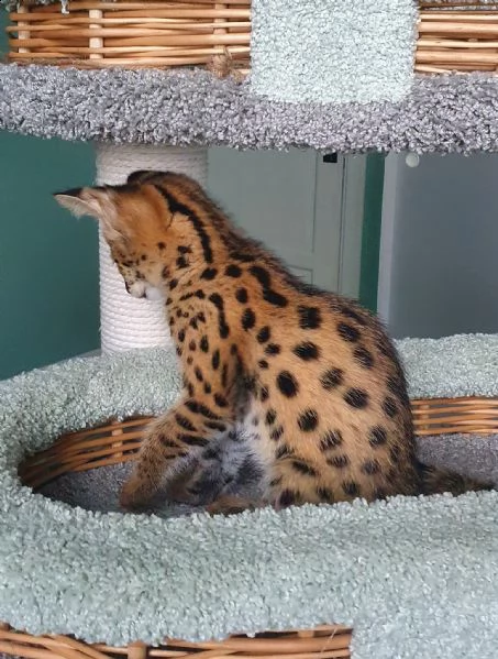 disponibili cuccioli della savana f3, f4 e f5 | Foto 3