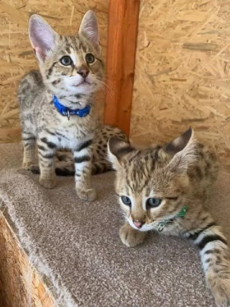 disponibili cuccioli della savana f3, f4 e f5 | Foto 2