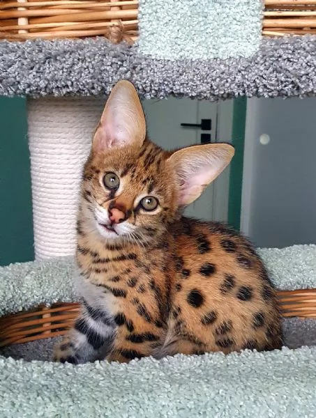 disponibili cuccioli della savana f3, f4 e f5