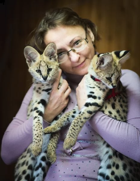 gatitos caracal y serval disponibles | Foto 4