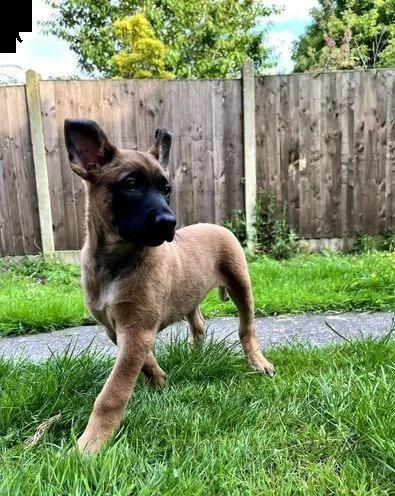 cuccioli pastore belga malinois