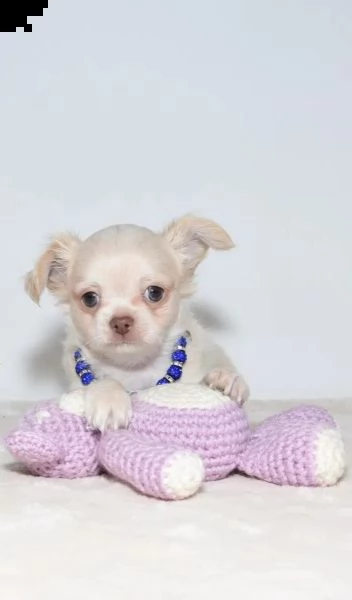 regalo cuccioli di chihuahua toy di circa 3 mesi