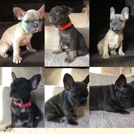 regalo cuccioli di bulldog francese 
