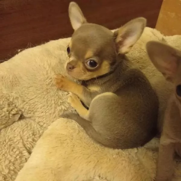 maschi e femmine chihuahua con documenti | Foto 1