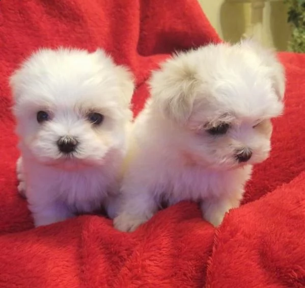 dolcissimi cuccioli di maltese
