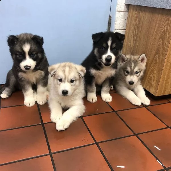 maschi e femmine huskyi con documenti | Foto 0