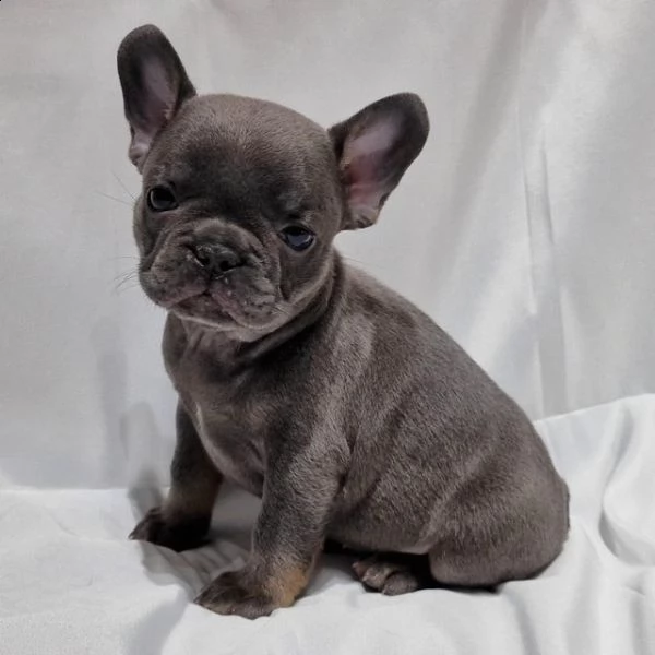 bulldog francese blu | Foto 0