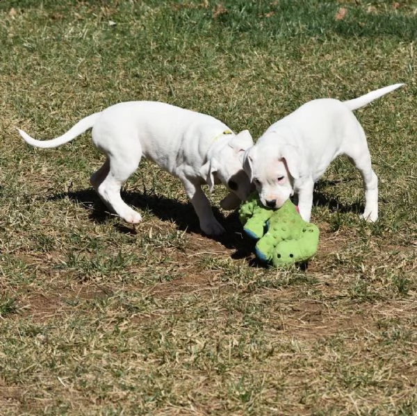 maschi e femmine dogo argentino con documenti