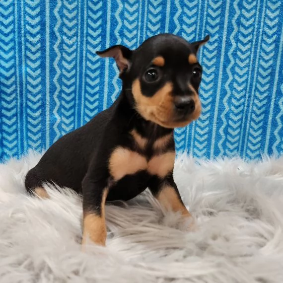 regalo  cuccioli pinscher