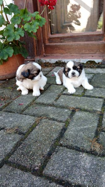 disponibili cuccioli di cavalier king e shih tzu | Foto 2