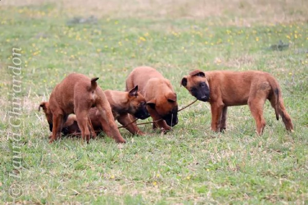 cuccioli pastore belga malinois | Foto 0