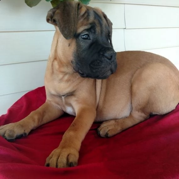 regalo bullmastiff cuccioli